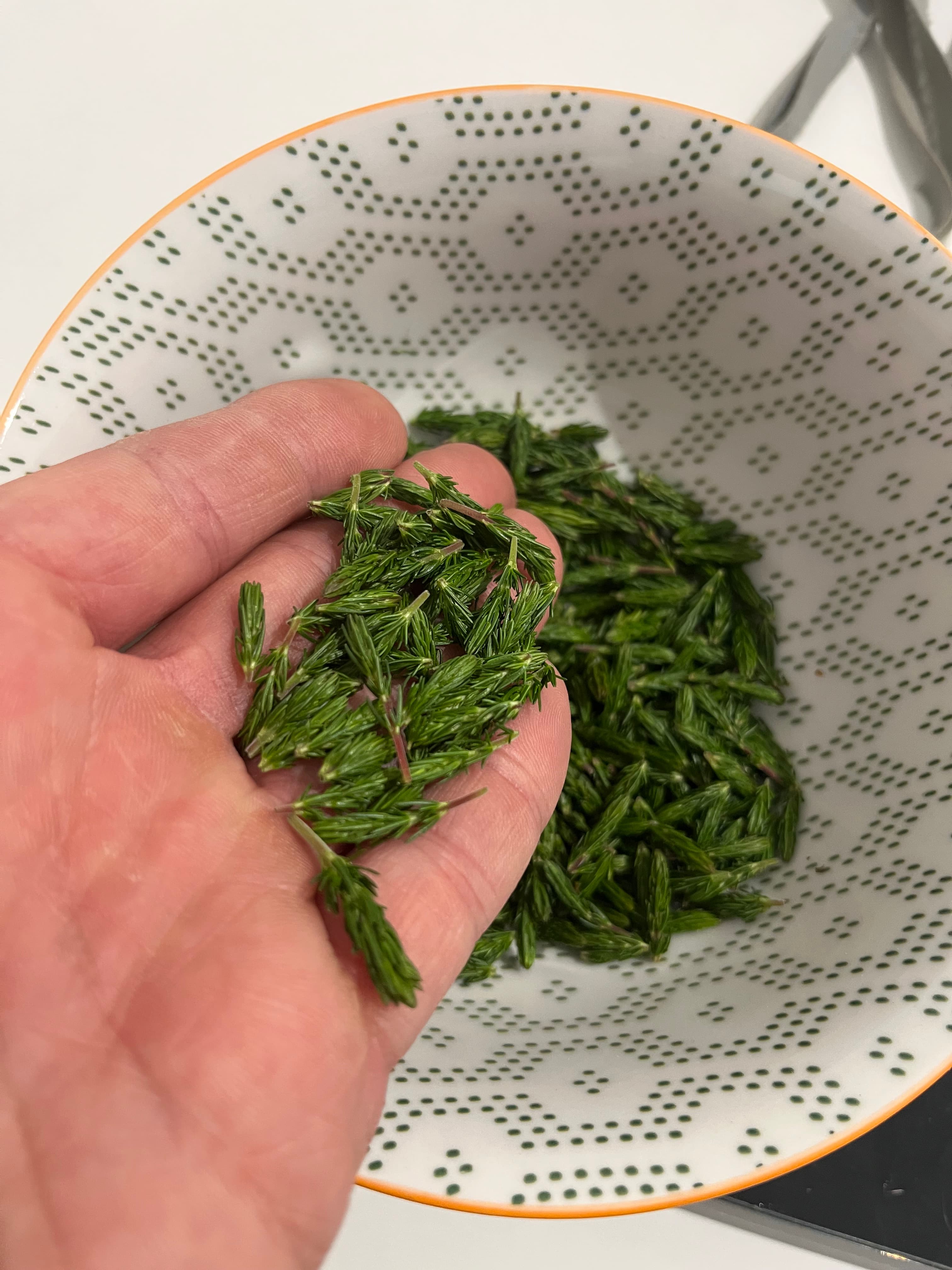 Bruyère cendrée — vue 3