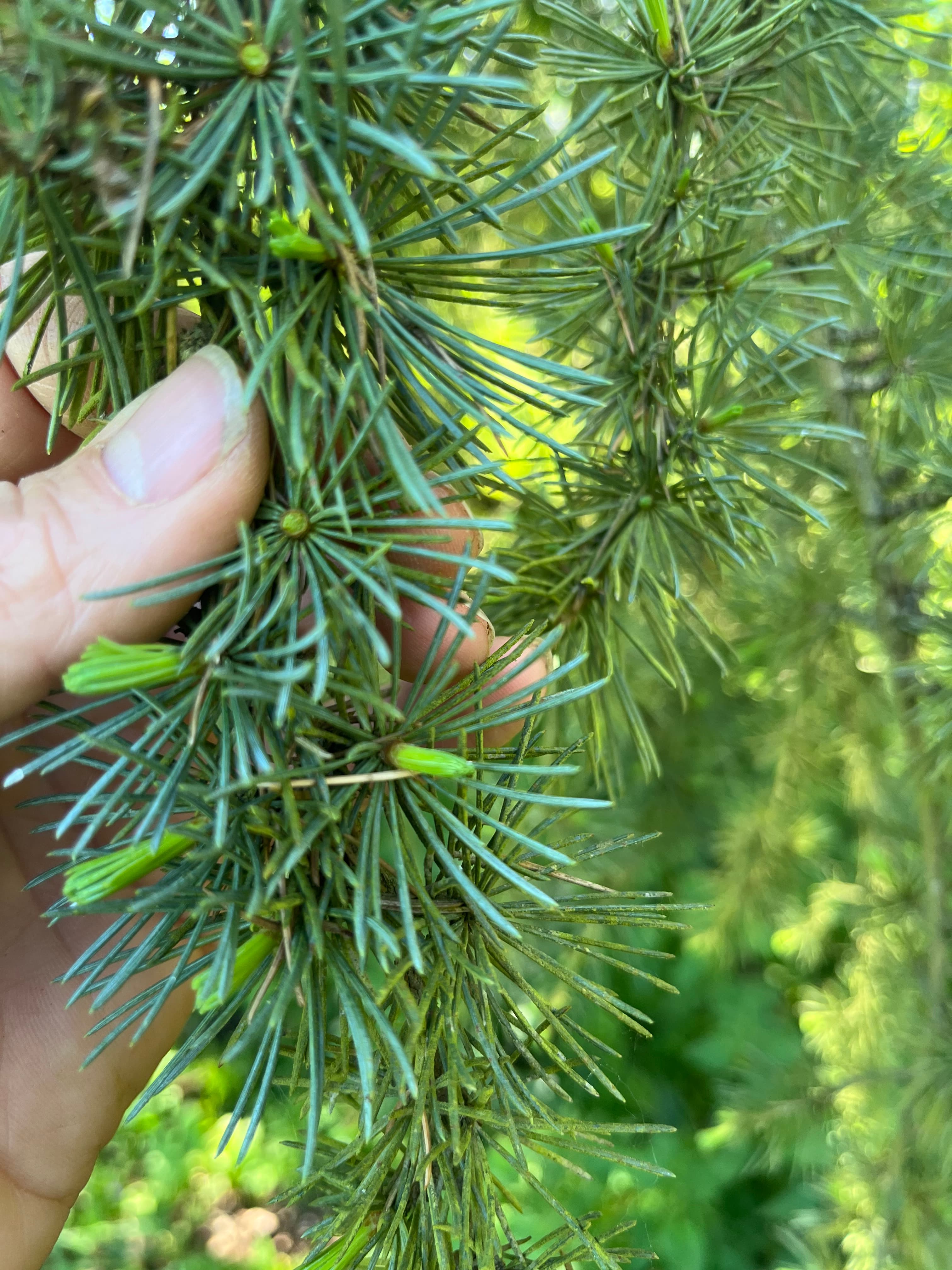 Le Bourgeon : la magie de la nature et sa composition biochimique
